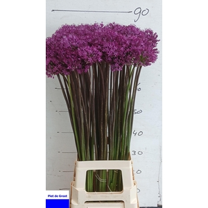 Allium Purple Sens