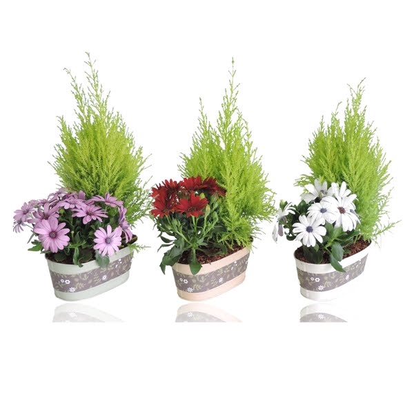 <h4>Collectie Florentina Arrangement in Zinken Schaal Ovaal 19 cm</h4>