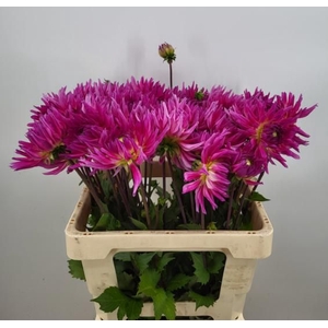 DAHL ORCHID PRINCESS