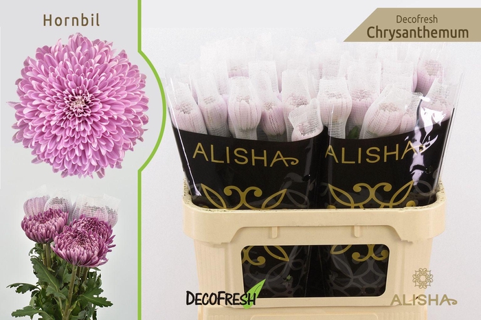 <h4>CHR G Hornbil</h4>