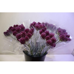 Allium Sphaerocephal