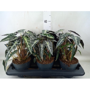 Alocasia  'Bambino Arrow'