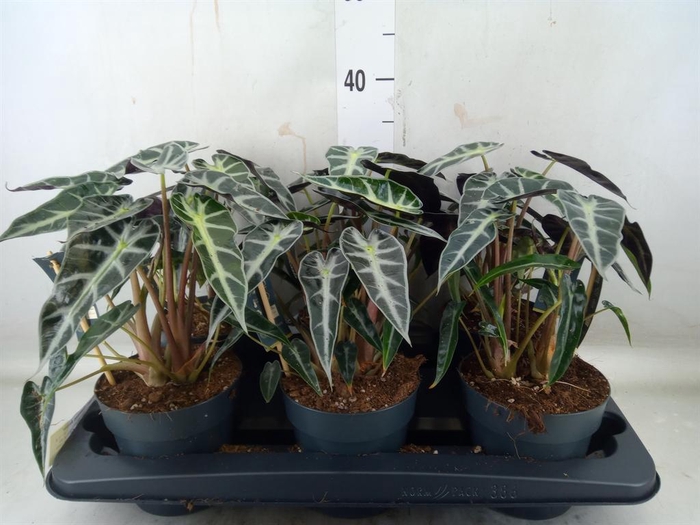 <h4>Alocasia  'Bambino Arrow'</h4>