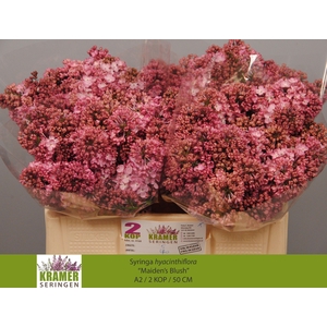 SYR HY MAIDENS BLUSH