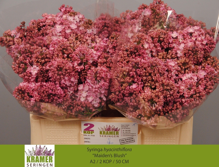 <h4>SYR HY MAIDENS BLUSH</h4>