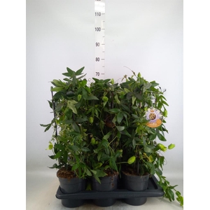 Passiflora caerul. 'Clear Sky'