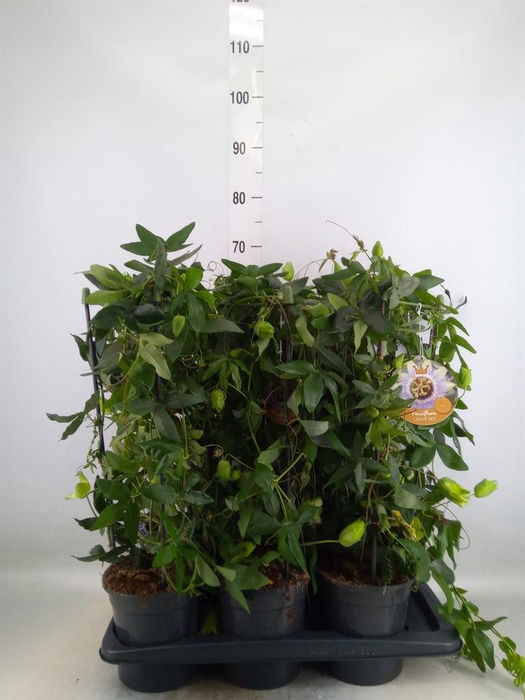 <h4>Passiflora caerul. 'Clear Sky'</h4>