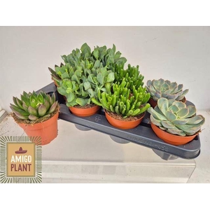 Succulenten gemengd 4 soorten