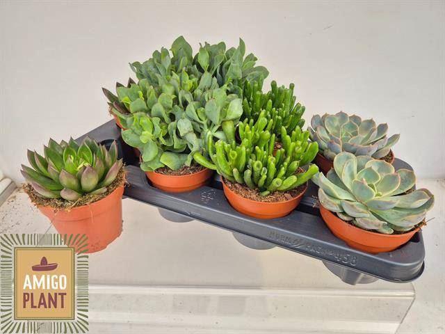 <h4>Succulenten gemengd 4 soorten</h4>