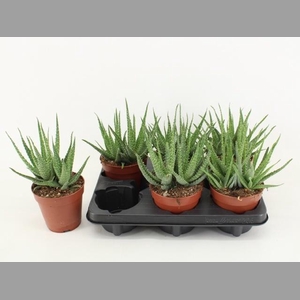 ALOE ARBORESCENS