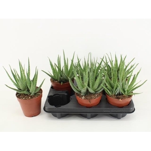 ALOE ARBORESCENS