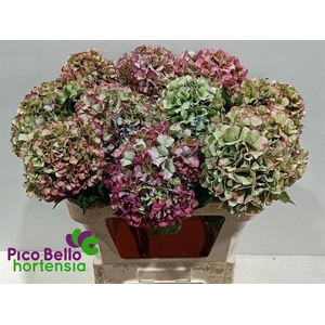 HYDR M ROY BENEFI CL