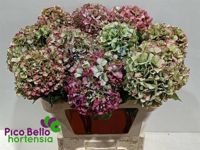 <h4>HYDR M ROY BENEFI CL</h4>