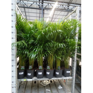 Dypsis lutescens   ...Chrysalidoca