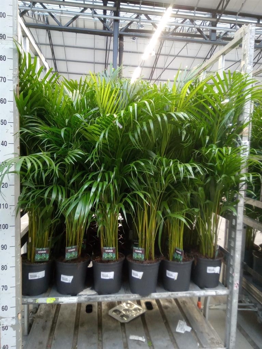 <h4>Dypsis lutescens   ...Chrysalidoca</h4>