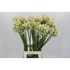 Agapanthus Praecox Meoni