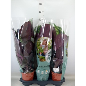 Calathea  'Medallion'