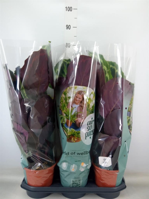 <h4>Calathea  'Medallion'</h4>