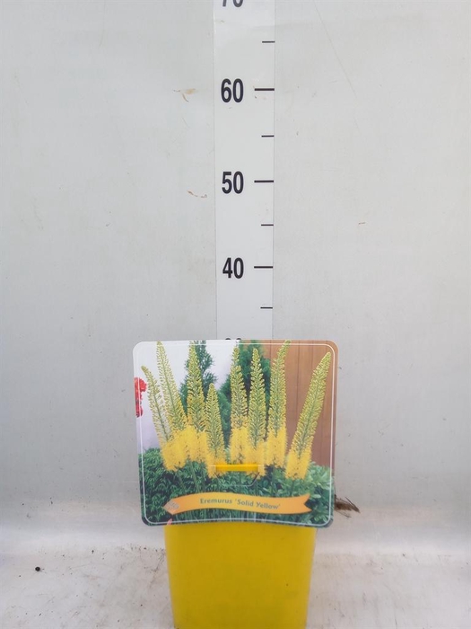 <h4>Eremurus   ...</h4>