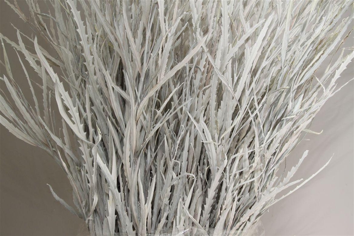 <h4>Grevillea Wit</h4>