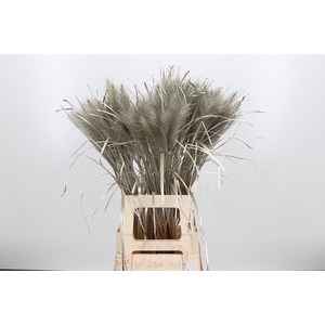 Pennisetum Kl Bh Platina