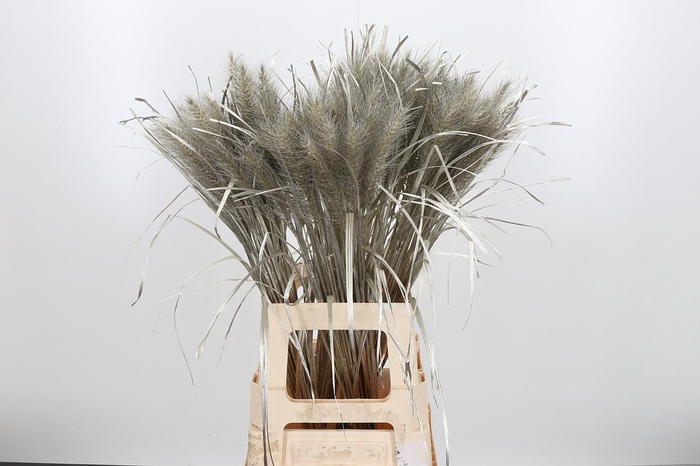 <h4>Pennisetum Kl Bh Platina</h4>