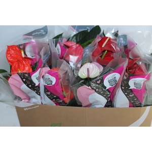 ANTHURIUM VARIADO P15