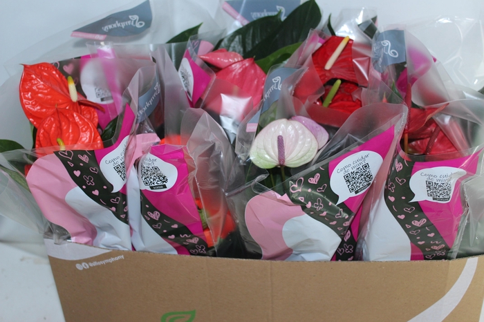 <h4>ANTHURIUM VARIADO P15</h4>