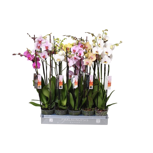 <h4>Phalaenopsis Italian mix, 3-spike 22+</h4>