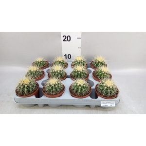 Echinocactus grusonii