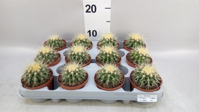 <h4>Echinocactus grusonii</h4>