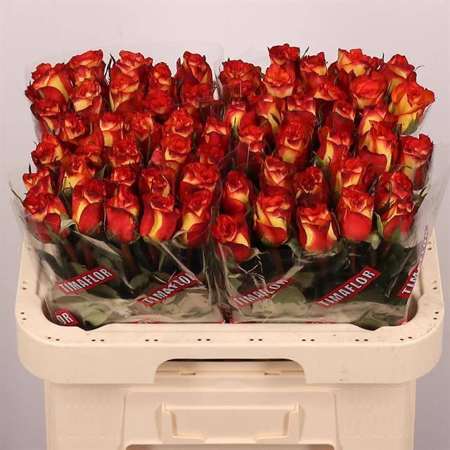 <h4>R Gr High & Magic</h4>