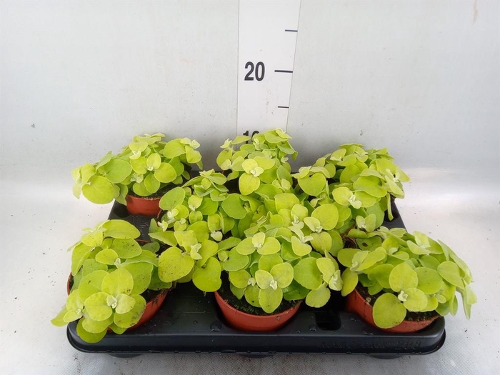 <h4>Helichrysum petiolare</h4>