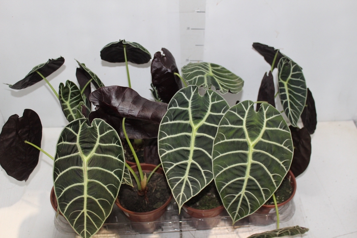 <h4>ALOCASIA WATSONIANA TIFFANY P15</h4>