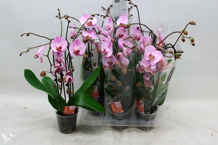 <h4>PHAL EL CASCADE</h4>