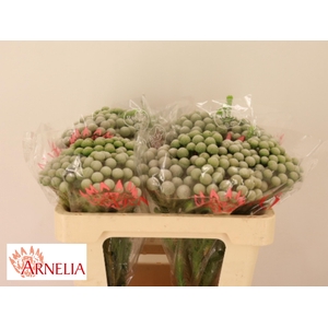 BRUN AYOBA SILV MOON