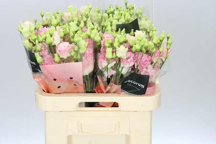 <h4>Eust Du Alissa Pink Hanoi</h4>