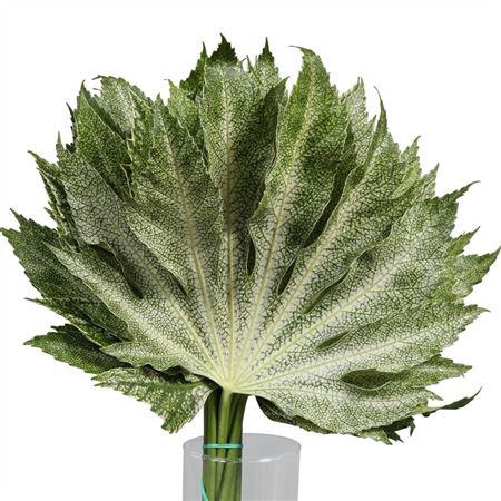 <h4>Aralia White Star</h4>