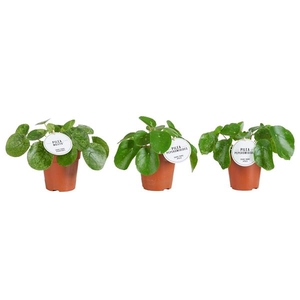 Pilea peperomoides