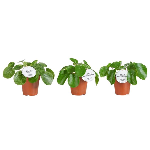 <h4>Pilea peperomoides</h4>