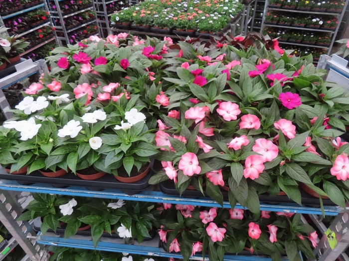 <h4>IMPAT NG MIXK 4 KL</h4>