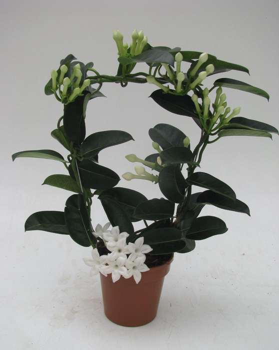 <h4>Stephanotis floribunda</h4>
