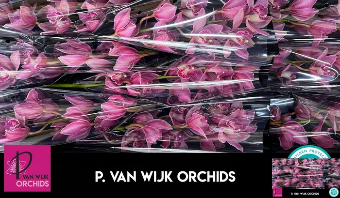 <h4>CYMB T TOLEDO</h4>