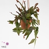 Rhipsalis Elliptica hangpot