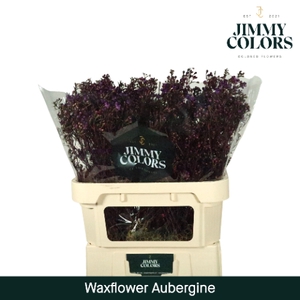 Waxflower premium L80 Klbh. Aubergine