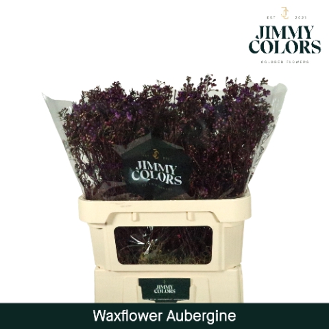 <h4>Waxflower premium L80 Klbh. Aubergine</h4>