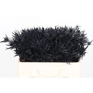 Eryn Kl Bh Halloween Black