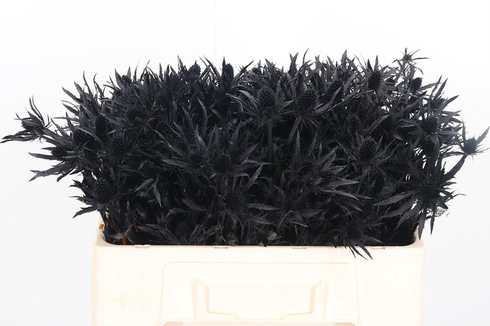 <h4>Eryn Kl Bh Halloween Black</h4>