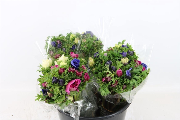 <h4>Anem Marianne Mixed</h4>