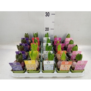 Hyacinthus orie. 'Pearl'  ...mix  5